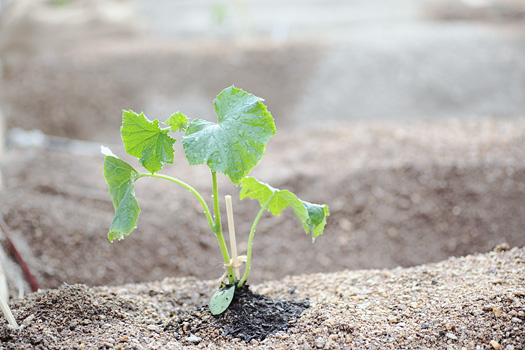 まちなか菜園