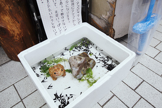 おたまじゃくし