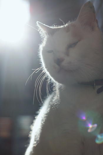 フクちゃん